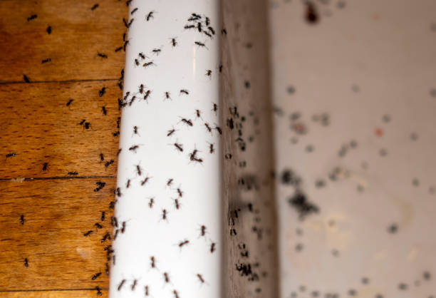 Best Termite Control Services  in Lake Zurich, IL