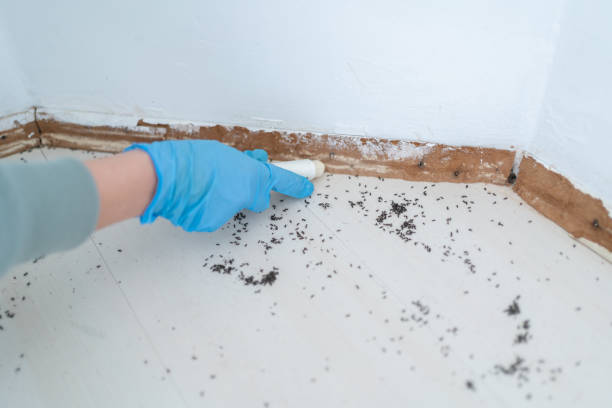 Best Affordable Pest Control Services  in Lake Zurich, IL